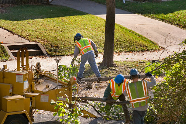 Key Biscayne, FL Tree Removal and Landscaping Services Company